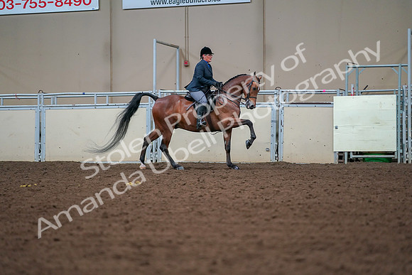2019 Morgan Horse Show - Aug 30, 2019 - 20980