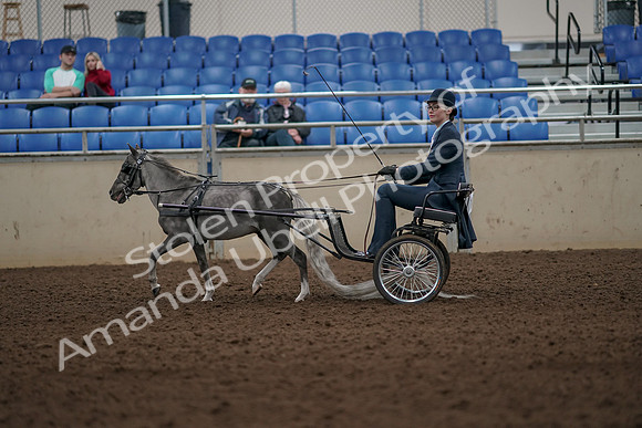 2019 Morgan Horse Show - Aug 31, 2019 - 04278