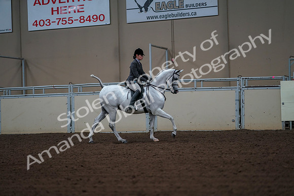 2019 Morgan Horse Show - Aug 30, 2019 - 17550
