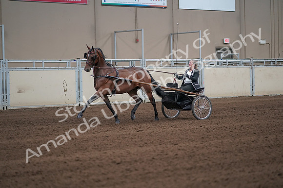 2019 Morgan Horse Show - Sept 01, 2019 - 05924