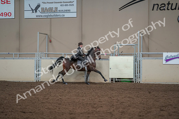 2019 Morgan Horse Show - Aug 30, 2019 - 28192