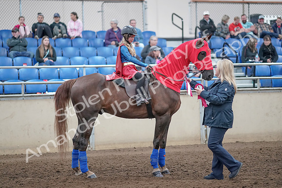 2019 Morgan Horse Show - Aug 31, 2019 - 10181