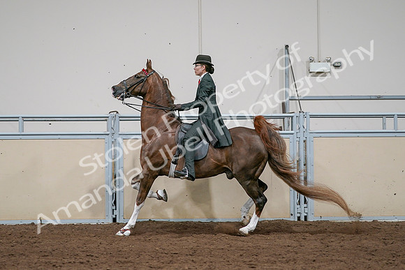 2020 - AB Morgan Horse - Sat, Sept 05 - 13070