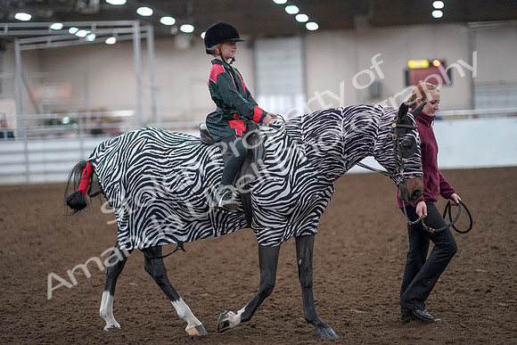 2019 Morgan Horse Show - Aug 31, 2019 - 10016