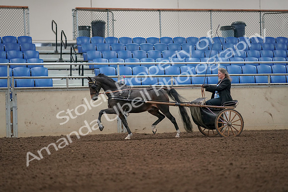 2019 Morgan Horse Show - Aug 31, 2019 - 04308