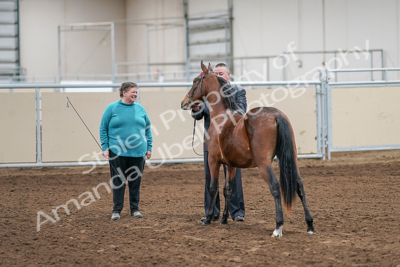 2020 - AB Morgan Horse - Sat, Sept 05 - 00115