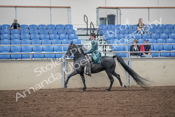 2019 Morgan Horse Show - Aug 30, 2019 - 15587