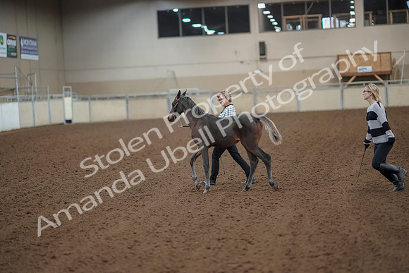 2019 Morgan Horse Show - Aug 30, 2019 - 24910