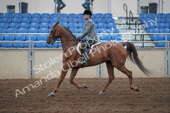 2019 Morgan Horse Show - Sept 01, 2019 - 12250
