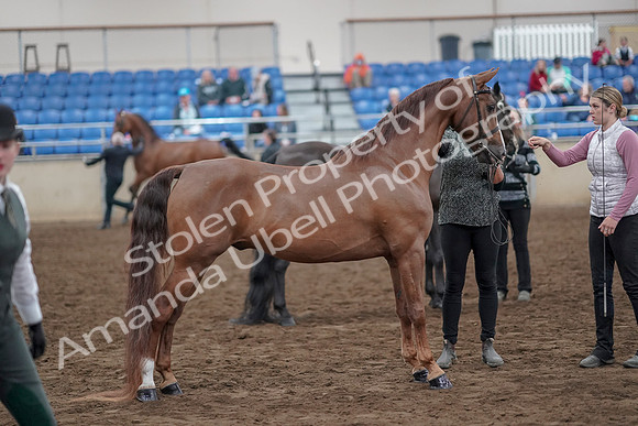 2019 Morgan Horse Show - Aug 31, 2019 - 03733