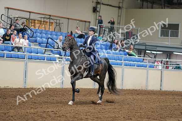 2020 - AB Morgan Horse - Sat, Sept 05 - 06255