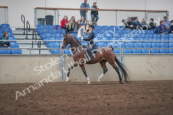 2019 Morgan Horse Show - Aug 31, 2019 - 20484