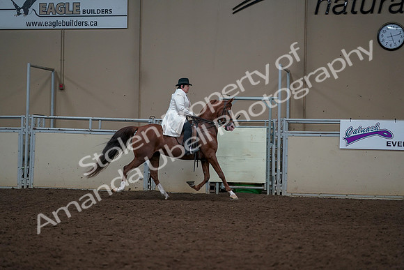 2019 Morgan Horse Show - Aug 31, 2019 - 17945