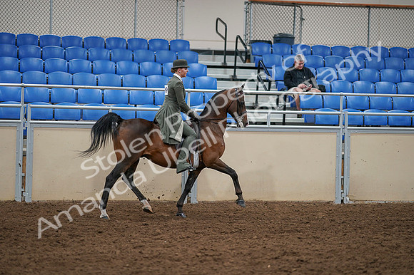 2020 - AB Morgan Horse - Fri, Sept 04 - 03449