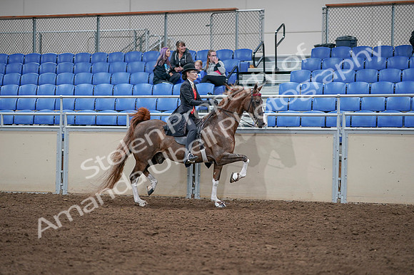 2020 - AB Morgan Horse - Fri, Sept 04 - 09868