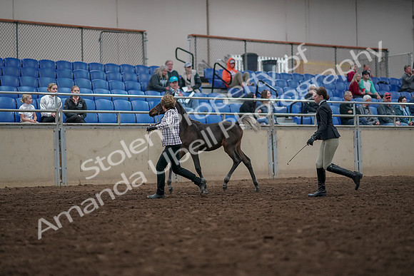 2019 Morgan Horse Show - Aug 31, 2019 - 03571