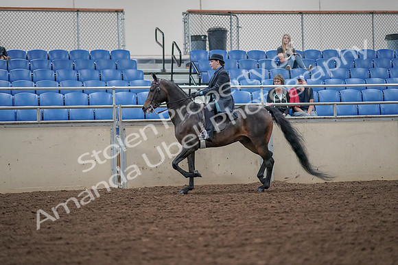 2019 Morgan Horse Show - Aug 30, 2019 - 15386