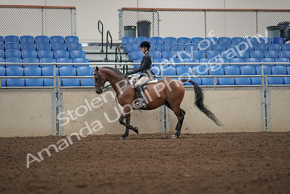 2019 Morgan Horse Show - Aug 31, 2019 - 04874