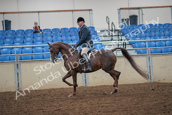 2019 Morgan Horse Show - Aug 30, 2019 - 17347