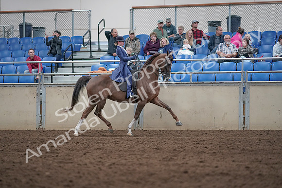 2019 Morgan Horse Show - Aug 31, 2019 - 20733
