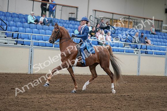 2020 - AB Morgan Horse - Sat, Sept 05 - 06185