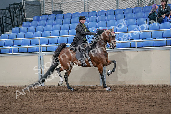 2020 - AB Morgan Horse - Fri, Sept 04 - 09806