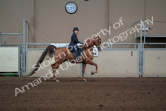 2019 Morgan Horse Show - Sept 01, 2019 - 12051