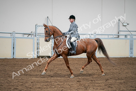 2020 - AB Morgan Horse - Sat, Sept 05 - 03295