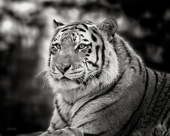 Big Cats - 022