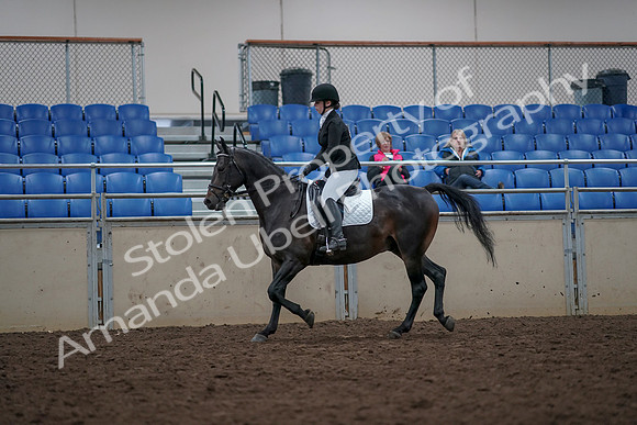 2019 Morgan Horse Show - Aug 31, 2019 - 16650