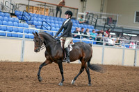 2020 - AB Morgan Horse - Sat, Sept 05 - 14206