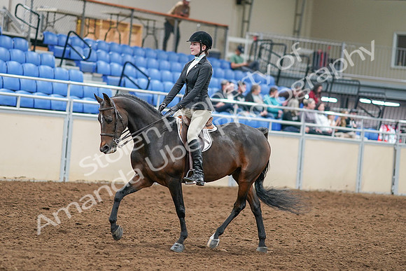 2020 - AB Morgan Horse - Sat, Sept 05 - 14206