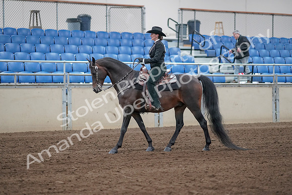 2019 Morgan Horse Show - Sept 01, 2019 - 11192