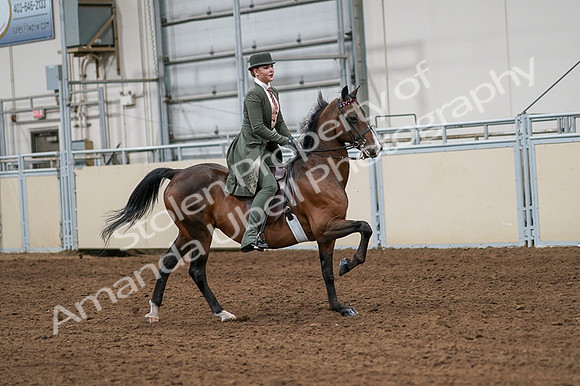 2020 - AB Morgan Horse - Fri, Sept 04 - 03351