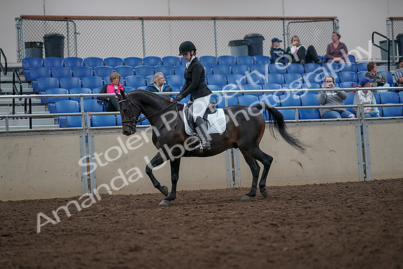 2019 Morgan Horse Show - Aug 31, 2019 - 16587