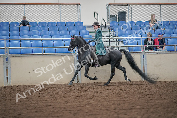 2019 Morgan Horse Show - Aug 30, 2019 - 15502