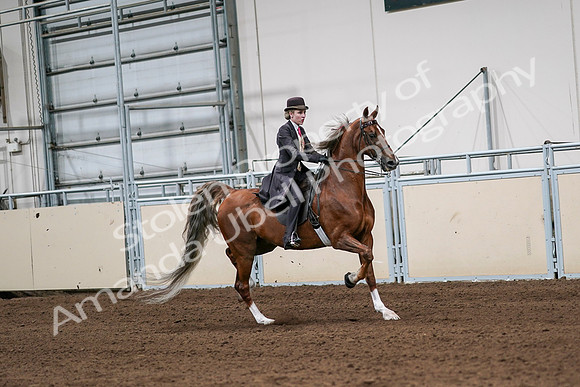 2020 - AB Morgan Horse - Sat, Sept 05 - 06433
