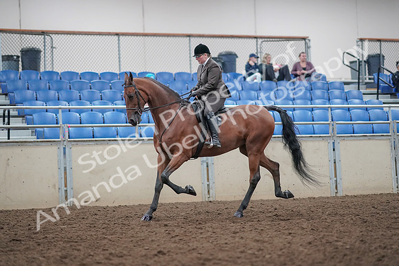 2019 Morgan Horse Show - Aug 31, 2019 - 14841