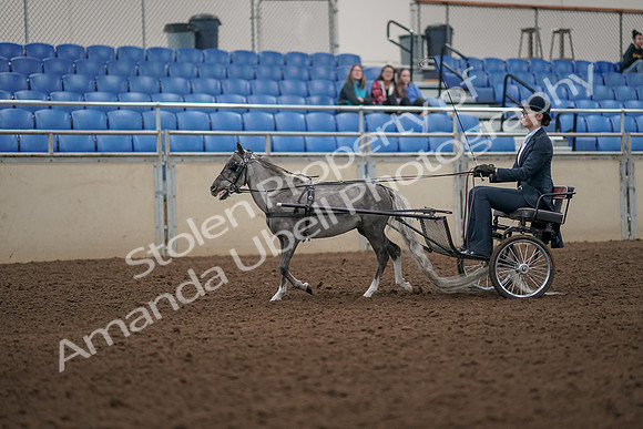 2019 Morgan Horse Show - Aug 31, 2019 - 04256