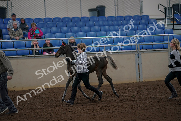 2019 Morgan Horse Show - Aug 30, 2019 - 24706