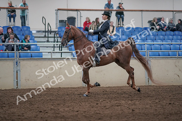 2019 Morgan Horse Show - Aug 31, 2019 - 20669