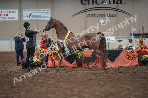 2019 Morgan Horse Show - Aug 31, 2019 - 03848