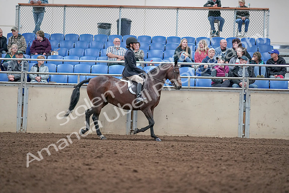 2019 Morgan Horse Show - Aug 31, 2019 - 19598