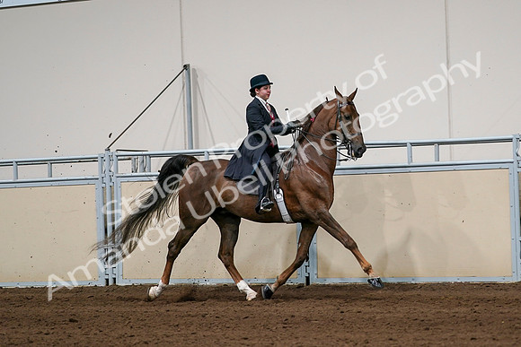 2020 - AB Morgan Horse - Sat, Sept 05 - 06373