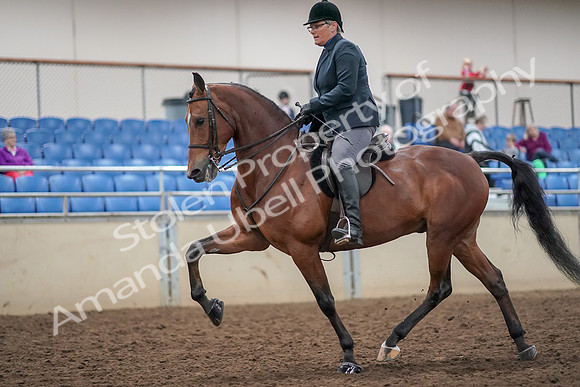 2019 Morgan Horse Show - Aug 30, 2019 - 20471