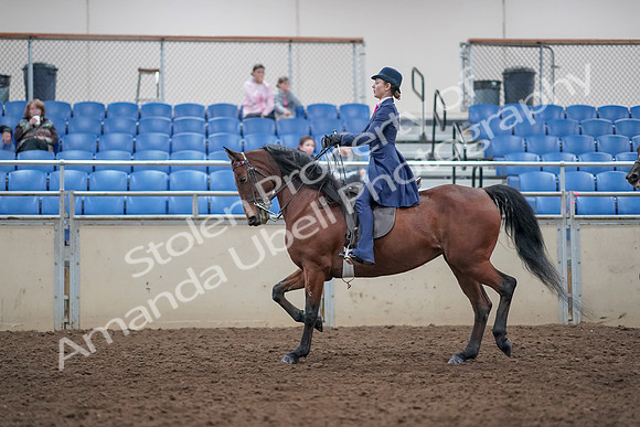 2019 Morgan Horse Show - Aug 31, 2019 - 09381
