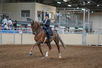 2020 - AB Morgan Horse - Fri, Sept 04 - 11075