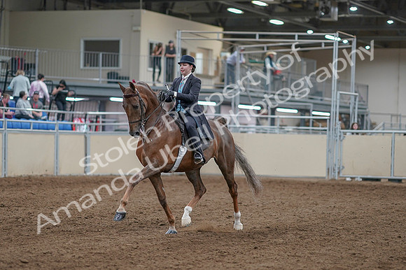 2020 - AB Morgan Horse - Fri, Sept 04 - 11075
