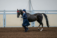 2020 - AB Morgan Horse - Fri, Sept 04 - 00680