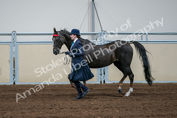 2020 - AB Morgan Horse - Fri, Sept 04 - 00680